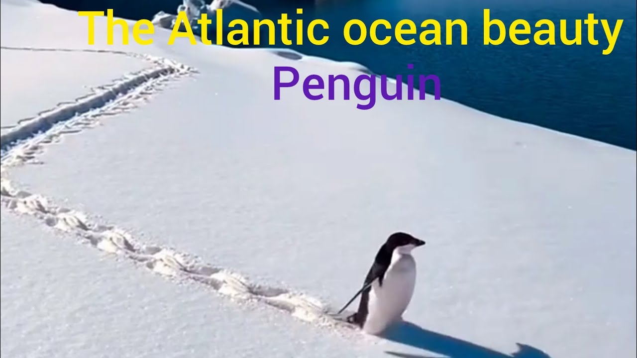 Emperor Penguins: Masters of the Frozen World | Nature Documentary Clip