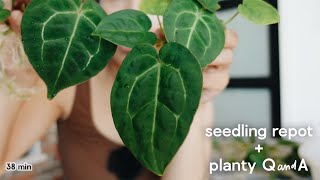 why ill NEVER get bored of the houseplant hobby ♥️✨ @unplantparenthood
