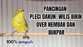 PANCINGAN PLECI DAKUN WILIS NEMBAK isian - PLECI MACET LESU LANGSUNG IKUT RESPON.