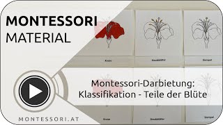 Montessori-Darbietung: Klassifikation - Teile der Blüte [Österreichische Montessori-Akademie]