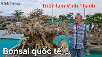 Mãnh nhãn giàn bonsai quốc tế tại triển lãm Vĩnh Thanh Hà Nội 