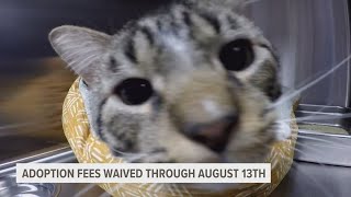 Humane Society of Scott County is at full capacity, waiving adoption fees through Aug. 13th
