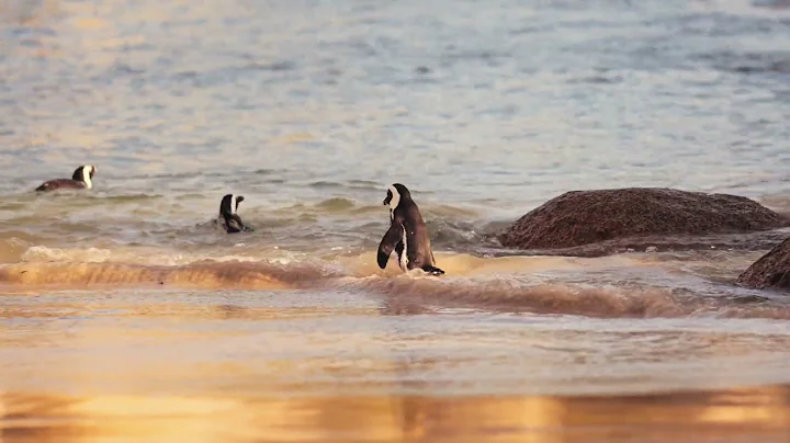 South Georgia - Penguin Paradise Of The South Atlantic| Free Documentary Nature Beautiful Video
