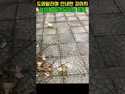 강아지의 구조요청으로 어미개가 구조되다#동물다큐#동물쇼츠 thumbnail