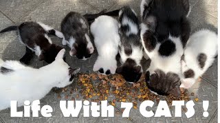 Living With 7 CATS and KITTENS  (It’s CHAOS!)