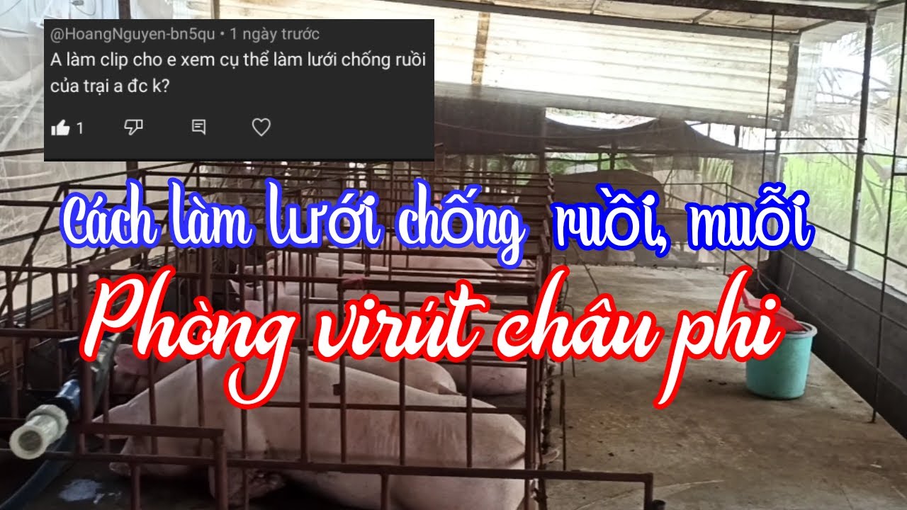 Cách làm lưới chống ruồi, muỗi|Phòng chống virút dịch tả heo châu phi☎ ...