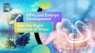 ERVs and Embryo Development and Just the Right Amount of Water | Fazale 