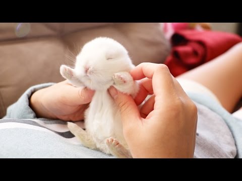 the-cutest-baby-bunny-rabbit-compilation-ever
