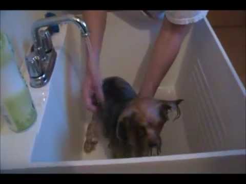 How to Give a Yorkie a Bath