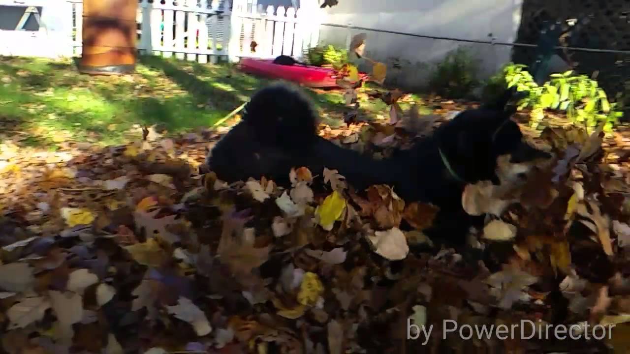 Flying Shiba Inu YouTube