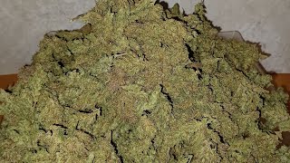 Final weight ILGM Girl Scout Cookies Extreme autoflower medical cannabis