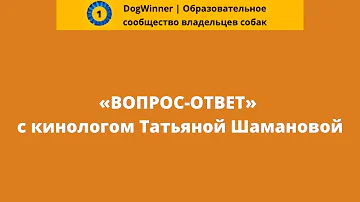 Можно ли начинать гулять со щенком на руках у хозяина? «Вопрос-ответ» с кинологом Татьяной Шамановой