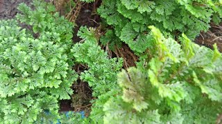 Spike moss ছেলাজিনিলা ফুল কি দি ৰুব লাগে(selaginella apoda)