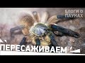 Пересадка паука Monocentropus balfouri и немного трепа о пауках