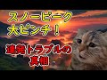 【猫ミーム】スノーピークの衝撃…耐水圧不足・社長辞任・上場廃止！それでも愛される理由