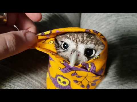 Video: Surnud Lihtsad OWL-i Kujundusmustrid