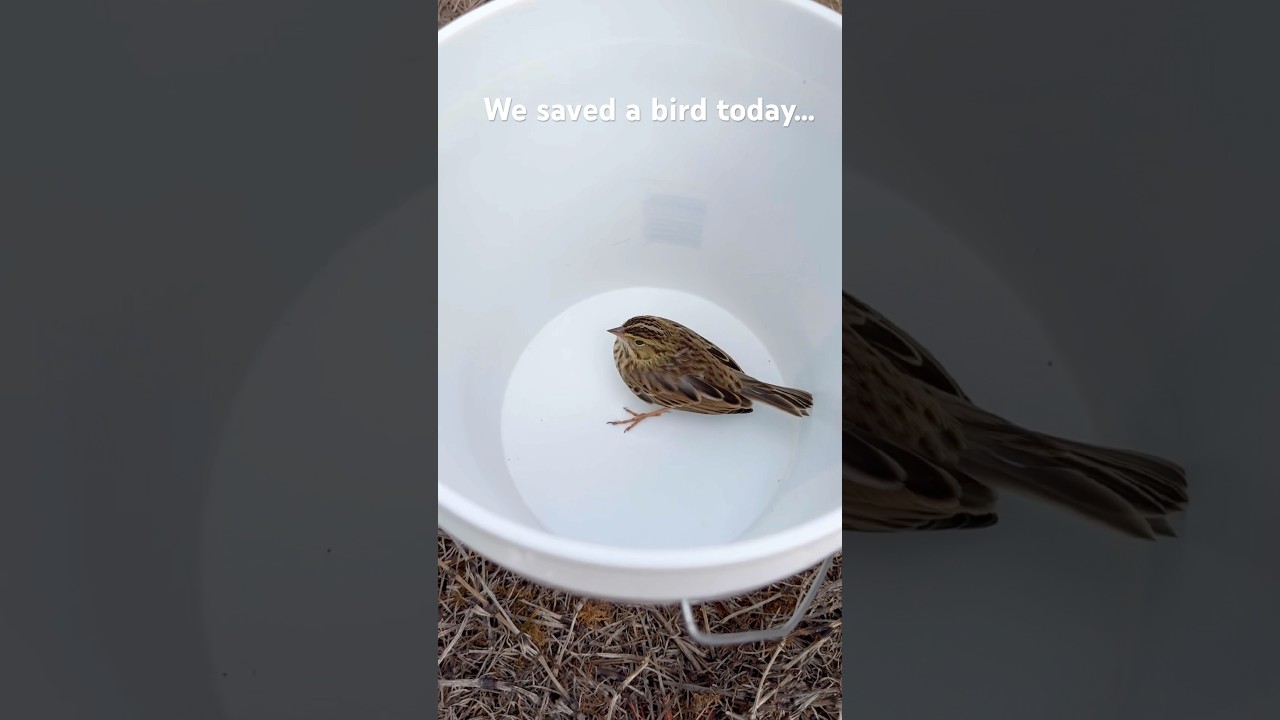 I saved a bird today… 