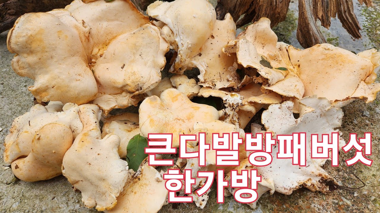 가을버섯산행 큰다발방패버섯(다발구멍장이버섯)야생식용버섯 법제 후에 드셔야 안전 - YouTube