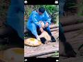 The loving relationship between pandas and their keepers 🐼🥰 #panda #trending #cute #cutepanda