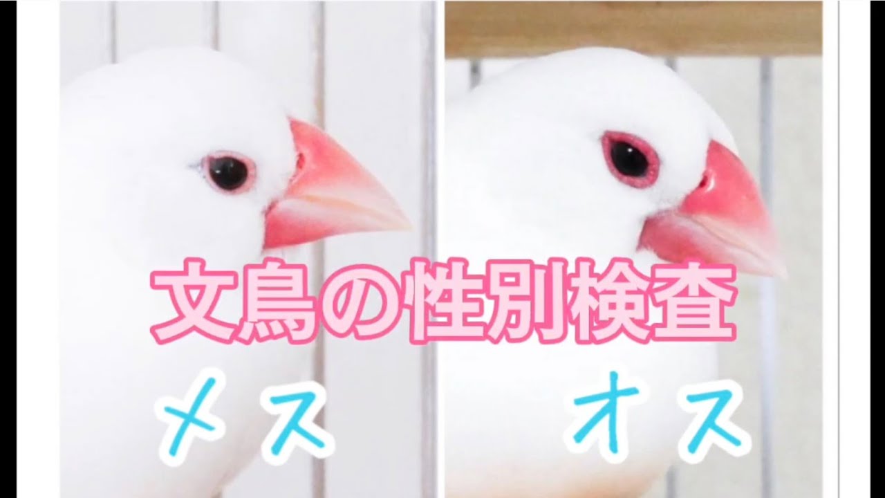 文鳥の性別検査