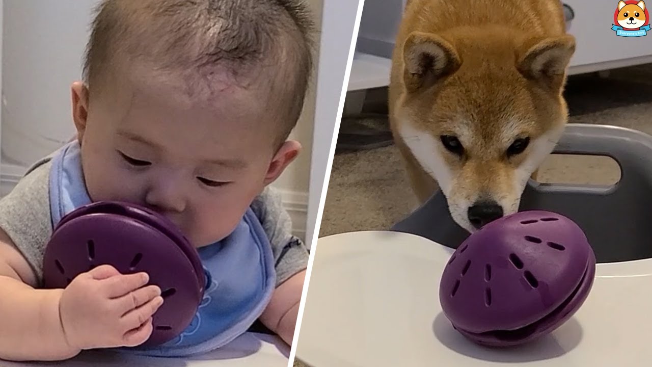 Difference Between Dog and Baby YouTube