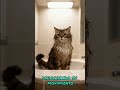 La verdadera razón de porqué los gatos odian el agua 💧🤔🤔🤔😺😺😺