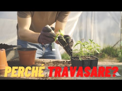 Video: Quando devono essere rimosse le piantine dal tappetino termico?