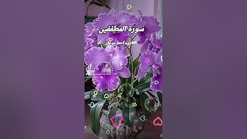 سورة المطففين بصوت القارىء احمد مرخان