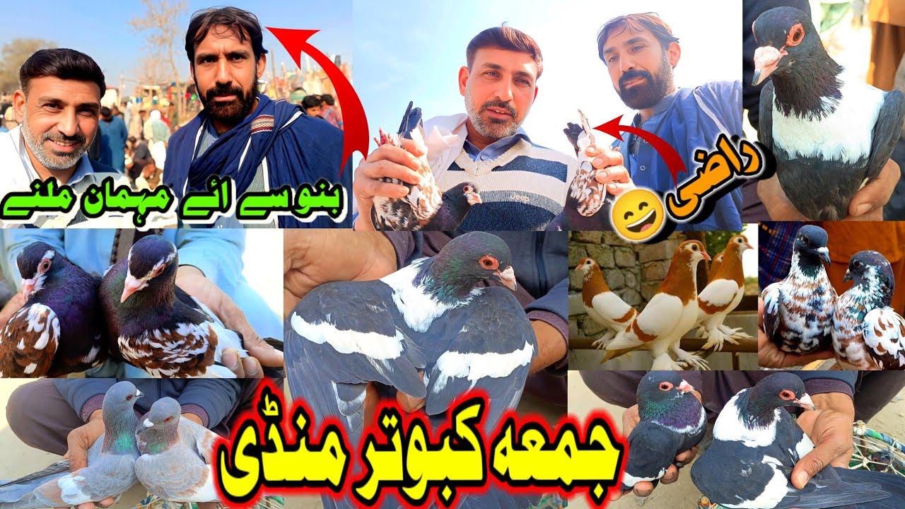 Friday Pigeon Market New Updates | ColorFull Amazing Rare Pigeons Video | Kabootar Mandi 