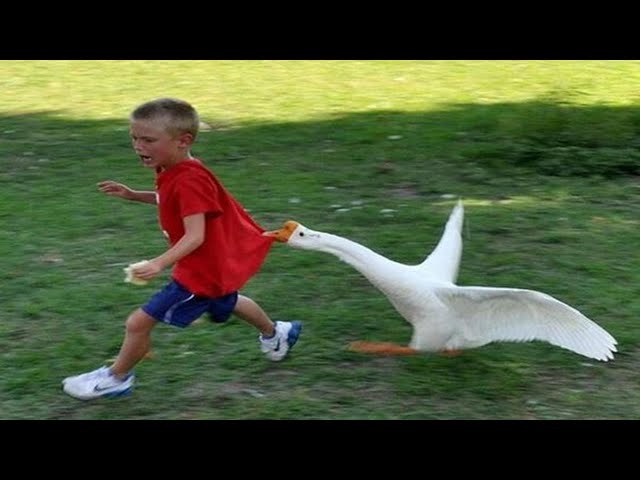 TRY NOT TO LAUGH 😆 Best Funny Videos Compilation 😂😁😆 Memes PART 136 class=
