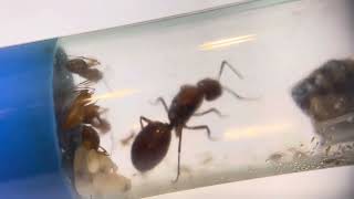 Camponotus casteneus Beauty Queen 3/17/24