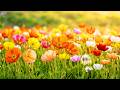 (No Ads) Peaceful Spring Music 🌿 Relaxing Therapy for Soul Calming, Mind Easing & Stress Relief