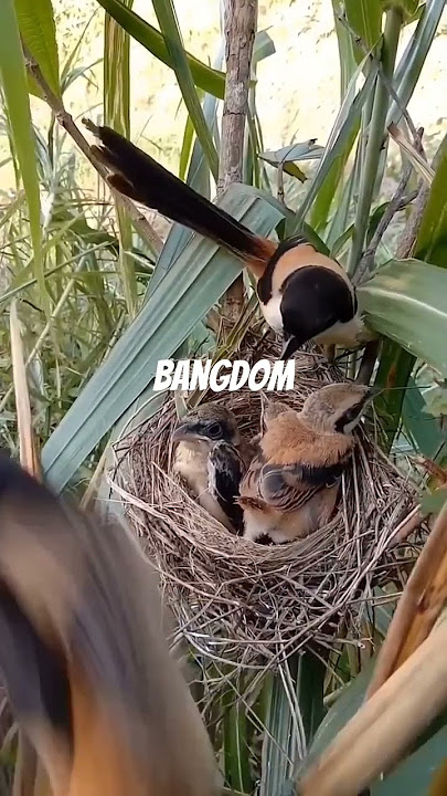 Sarang Cendet Blangkon Gondrong Meloloh Anakan #cendet #cendetgacor #sarangburung
