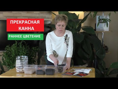 СЕЗОН 2020: ПРЕКРАСНАЯ КАННА добиваемся раннего цветения!