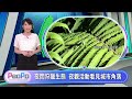 PeoPo公民新聞報｜人口老化衝擊賽鴿文化 夜觀看見城市角落20260804