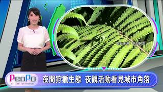 PeoPo公民新聞報｜人口老化衝擊賽鴿文化 夜觀看見城市角落20260804