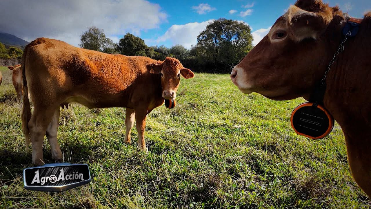 T9/E11: Robot arrimador de comida de Euromilk y collar GPS para vacas de Digitanimal