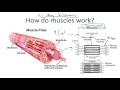 Understanding the Sliding Filament Theory