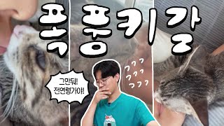 물고 빨고 핥고냅다 키스 갈기는 고양이! 집사입술 괜찮아? 우리 질투는 괜찮고?