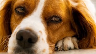 The Brittany Dog An Exceptional Partner in Dog Dancing