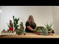 Les cactus et succulentes comment lentretenir astuces et conseils