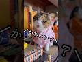 今日のおしゃべり小町。ひな祭りだから晴れ着姿で🎎
