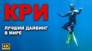 картинка: КАПИТАН ГЕРМАН | ПОДВОДНЫЕ СОКРОВИЩА РАДЖА АМПАТ. Снорклинг на Кри. Жители подводного царства