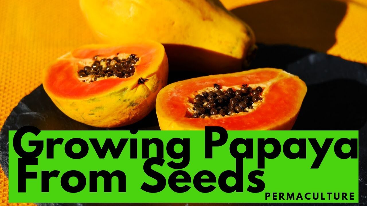 GrowingPapayaFromSeeds Growing YouTube