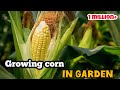 Growing Corn in Garden | growing corn from seed to harvest | complete growing guide