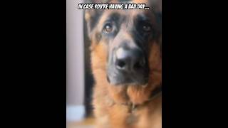 In case you have a bad day ❤#germanshepherd #viral #dog #trending #gsd #doglover #quotes #life #yt