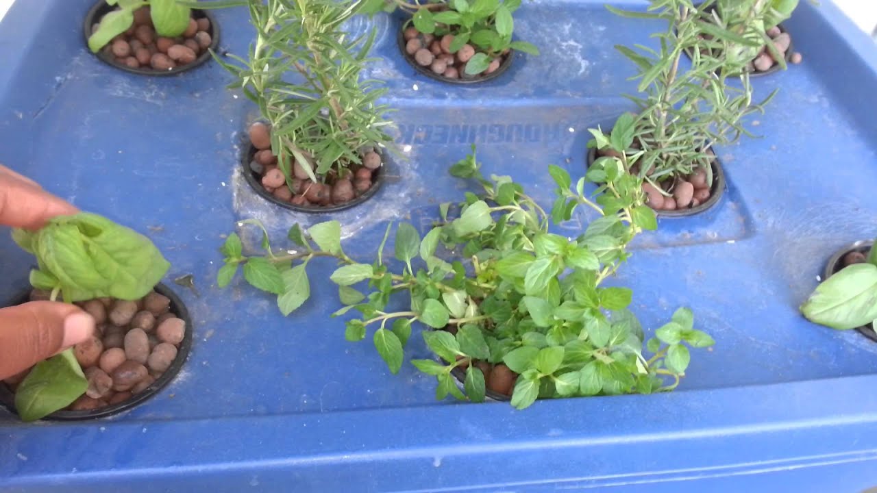 Hydroponic herb  bin - YouTube