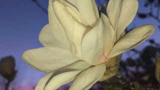 Saying goodbye to spring in the Photolink Library