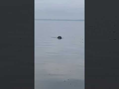Hundested sæl hunde