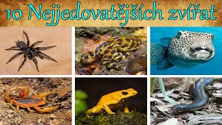 10 Nejjedovatějších zvířat na světě